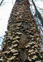 Trichaptum biforme - commonly known as the violet-pored bracket fungus, purple tooth, NJ photo