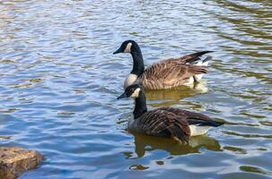 Canadian geese Branta canadensis on the lake. Wild geese swim in the Pete Sensi Park, NJ, USA photo