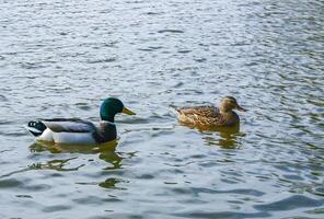 The mallard or wild duck Anas platyrhynchos, wild duck in a lake in suburban New Jersey, USA photo