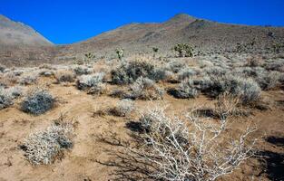 Joshua tree, palm tree yucca Yucca brevifolia, thickets of yucca and other drought-resistant plants on the slopes of the Sierra Nevada mountains, California, USA photo