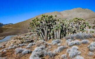 Joshua tree, palm tree yucca Yucca brevifolia, thickets of yucca and other drought-resistant plants on the slopes of the Sierra Nevada mountains, California, USA photo
