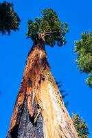 Giant Sequoia trees Sequoiadendron giganteum in Sequoia National Park, California, USA photo