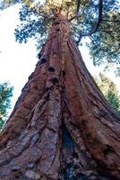Giant Sequoia trees Sequoiadendron giganteum in Sequoia National Park, California, USA photo
