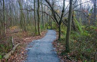 A well-maintained walking path in the autumn forest for relaxation and walks in the park, Pete Sensi Park, NJ, USA photo