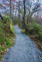 A well-maintained walking path in the autumn forest for relaxation and walks in the park, Pete Sensi Park, NJ, USA photo