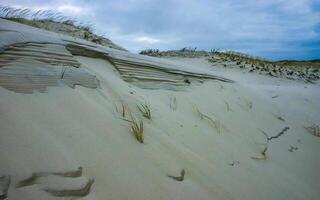 Salt-tolerant and drought-tolerant vegetation sprinkled with sand on sand dunes along the Atlantic coast in Island Beach State Park, NJ photo