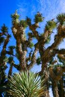 Joshua tree, palm tree yucca Yucca brevifolia, thickets of yucca and other drought-resistant plants on the slopes of the Sierra Nevada mountains, California, USA photo