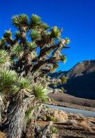 Joshua tree, palm tree yucca Yucca brevifolia, thickets of yucca and other drought-resistant plants on the slopes of the Sierra Nevada mountains, California, USA photo
