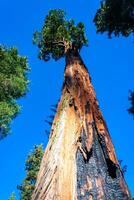 Giant Sequoia trees Sequoiadendron giganteum in Sequoia National Park, California, USA photo