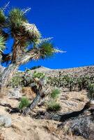 Joshua tree, palm tree yucca Yucca brevifolia, thickets of yucca and other drought-resistant plants on the slopes of the Sierra Nevada mountains, California, USA photo