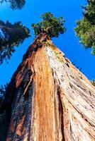 Giant Sequoia trees Sequoiadendron giganteum in Sequoia National Park, California, USA photo