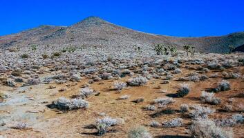Joshua tree, palm tree yucca Yucca brevifolia, thickets of yucca and other drought-resistant plants on the slopes of the Sierra Nevada mountains, California, USA photo
