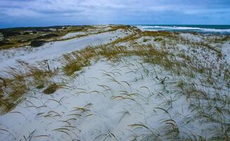 Salt-tolerant and drought-tolerant vegetation sprinkled with sand on sand dunes along the Atlantic coast in Island Beach State Park photo