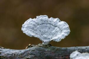Wood saprophytic fungi on old rotting branches in a forest in the suburbs of New Jersey in the fall, USA photo