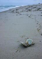 A bivalve shell on the sand, washed ashore by a storm in Island Beach State Park photo