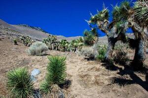 Joshua tree, palm tree yucca Yucca brevifolia, thickets of yucca and other drought-resistant plants on the slopes of the Sierra Nevada mountains, California, USA photo