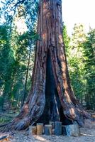 Giant Sequoia trees Sequoiadendron giganteum in Sequoia National Park, California, USA photo