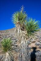 Joshua árbol, palma árbol yuca yuca brevifolia, matorrales de yuca y otro resistente a la sequía plantas en el pendientes de el sierra Nevada montañas, California, Estados Unidos foto