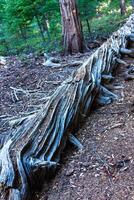Fallen dead tree, Giant Sequoia trees Sequoiadendron giganteum in Sequoia National Park, California, USA photo