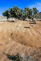 Joshua tree, palm tree yucca Yucca brevifolia, thickets of yucca and other drought-resistant plants on the slopes of the Sierra Nevada mountains, California, USA photo