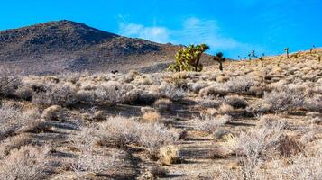 Joshua tree, palm tree yucca Yucca brevifolia, thickets of yucca and other drought-resistant plants on the slopes of the Sierra Nevada mountains, California, USA photo