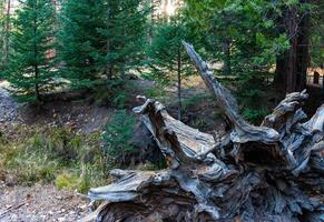 Fallen dead tree, Giant Sequoia trees Sequoiadendron giganteum in Sequoia National Park, California, USA photo