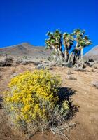 Joshua tree, palm tree yucca Yucca brevifolia, thickets of yucca and other drought-resistant plants on the slopes of the Sierra Nevada mountains, California, USA photo
