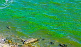 Blue-green algae bloom in the Dnieper-Bug estuary, eutrophication of water, Ukraine photo