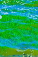 Blue-green algae bloom in the Dnieper-Bug estuary, eutrophication of water, Ukraine photo