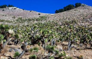 Joshua tree, palm tree yucca Yucca brevifolia, thickets of yucca and other drought-resistant plants on the slopes of the Sierra Nevada mountains, California, USA photo