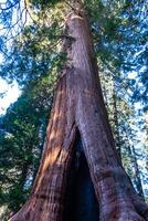 Giant Sequoia trees Sequoiadendron giganteum in Sequoia National Park, California, USA photo