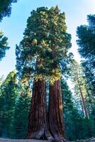 Giant Sequoia trees Sequoiadendron giganteum in Sequoia National Park, California, USA photo
