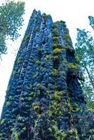 Lichens on a tree trunk Giant Sequoia trees Sequoiadendron giganteum in Sequoia National Park, California, USA photo