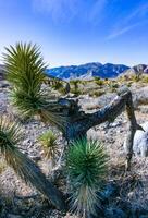 Yucca brevifolia tree, spiny cacti and other desert plants in rock desert in the foothills, California photo