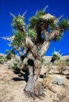 Joshua tree, palm tree yucca Yucca brevifolia, thickets of yucca and other drought-resistant plants on the slopes of the Sierra Nevada mountains, California, USA photo