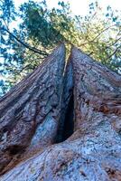 Giant Sequoia trees Sequoiadendron giganteum in Sequoia National Park, California, USA photo