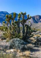 Yucca brevifolia tree, spiny cacti and other desert plants in rock desert in the foothills, California photo