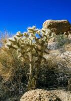 Cylindropuntia bigelovii - cactus shape with long silvery spines with rock desert near Joshua Tree NP photo