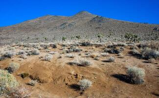 Joshua tree, palm tree yucca Yucca brevifolia, thickets of yucca and other drought-resistant plants on the slopes of the Sierra Nevada mountains, California, USA photo