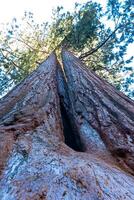 Giant Sequoia trees Sequoiadendron giganteum in Sequoia National Park, California, USA photo