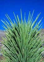 Joshua tree, palm tree yucca Yucca brevifolia, thickets of yucca on the slopes of the Sierra Nevada mountains, California, USA photo