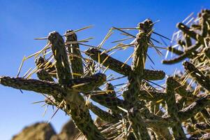 Branched pencil cholla Cylindropuntia ramosissima - segmented stem of a cactus with long spines in a rock desert near Joshua Tree NP, California photo