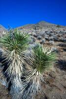 Joshua tree, palm tree yucca Yucca brevifolia, thickets of yucca and other drought-resistant plants on the slopes of the Sierra Nevada mountains, California, USA photo