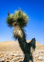 Joshua tree, palm tree yucca Yucca brevifolia, thickets of yucca and other drought-resistant plants on the slopes of the Sierra Nevada mountains, California, USA photo