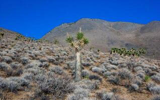 Joshua tree, palm tree yucca Yucca brevifolia, thickets of yucca and other drought-resistant plants on the slopes of the Sierra Nevada mountains, California, USA photo