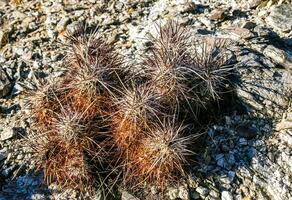 Strawberry hedgehog cactus Echinocereus engelmannii - a group of spiny cacti with long brown spines in Joshua Tree NP, California photo