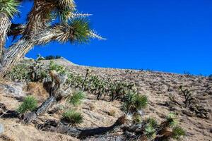 Joshua tree, palm tree yucca Yucca brevifolia, thickets of yucca and other drought-resistant plants on the slopes of the Sierra Nevada mountains, California, USA photo