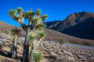Joshua tree, palm tree yucca Yucca brevifolia, thickets of yucca and other drought-resistant plants on the slopes of the Sierra Nevada mountains, California, USA photo