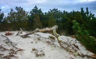 Dry trees on the dunes on the sandy shore of the ocean, Island Beach State Park photo