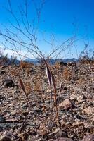 Eriogonum inflatum, the desert trumpet, is a perennial plant of the family Polygonaceae, California photo